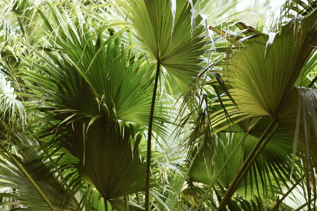 saw-palmetto-kaina (1)